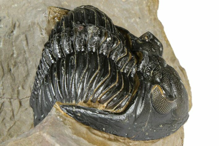 Hollardops Trilobite - Foum Zguid, Morocco #363215